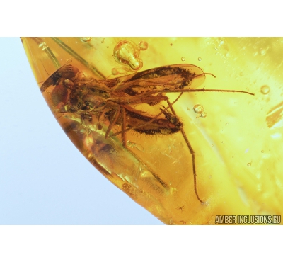 Long-legged fly Dolichopodidae. fossil insect in Baltic amber #9061