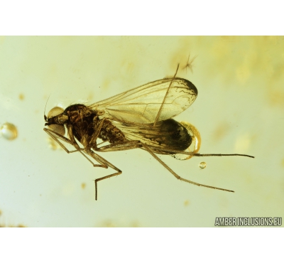 Long-legged fly Dolichopodidae. fossil insect in Baltic amber #9062