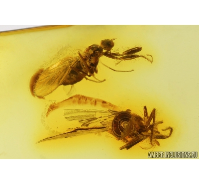 Nice Dance fly, Empididae and More. Fossil insects in Baltic amber #9063