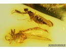 Nice Dance fly, Empididae and More. Fossil insects in Baltic amber #9063