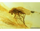 Nice Snipe Fly, Rhagionidae. Fossil insect in Baltic amber #9064