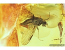 Snipe Fly, Rhagionidae. Fossil insect in Baltic amber #9065