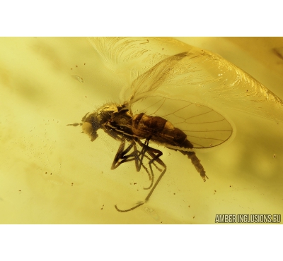 Snipe Fly, Rhagionidae and More. Fossil insects in Baltic amber #9066