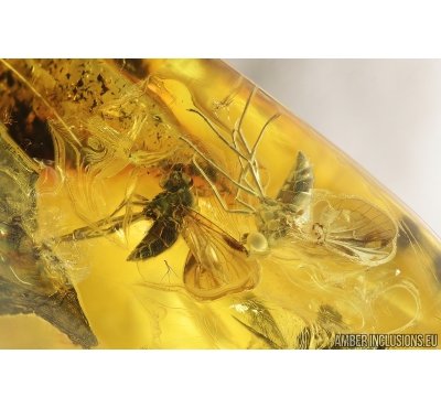 Two Snipe Flies, Rhagionidae. Fossil insects in Baltic amber #9067