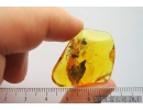 Two Snipe Flies, Rhagionidae. Fossil insects in Baltic amber #9067