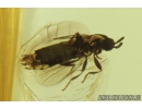 Black Scavenger fly, Scatopsidae. Fossil inclusion in Baltic amber #9068