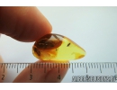 Black Scavenger fly, Scatopsidae. Fossil inclusion in Baltic amber #9068