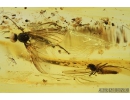 Rare Dance Fly, Hybotidae and More. Fossil insect in Baltic amber #9069
