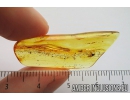 Rare Dance Fly, Hybotidae and More. Fossil insect in Baltic amber #9069