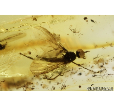 Rare Dance Fly, Hybotidae and More. Fossil insect in Baltic amber #9069