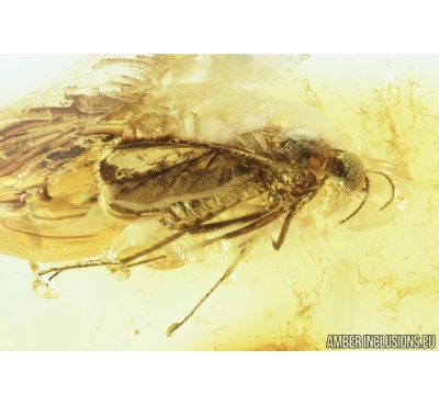 Wood gnat, Anisopodidae. Fossil insect in Baltic amber #9070