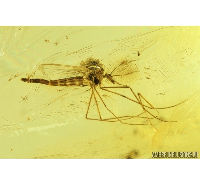 Rare Phantom Midge Chaoboridae and Moth fly Psychodidae. Fossil inclusions in Baltic amber #9071