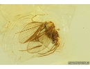 Rare Phantom Midge Chaoboridae and Moth fly Psychodidae. Fossil inclusions in Baltic amber #9071