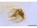 Rare Phantom Midge Chaoboridae and Moth fly Psychodidae. Fossil inclusions in Baltic amber #9071