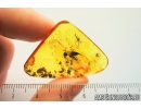 Rare Phantom Midge Chaoboridae and Moth fly Psychodidae. Fossil inclusions in Baltic amber #9071