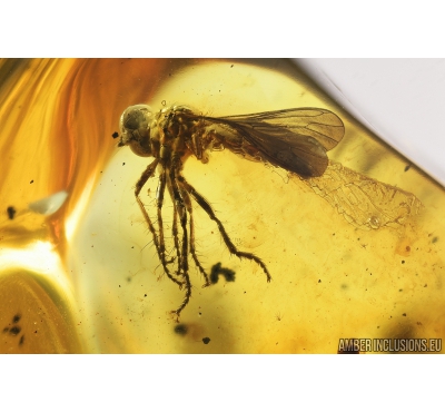 Rare Robber fly, Asilidae. Fossil insect in Baltic amber #9072
