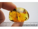 Rare Robber fly, Asilidae. Fossil insect in Baltic amber #9072
