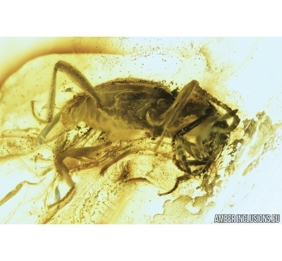 Rare Ant-Like Stone Beetle, Scydmaeninae, Mastigini. Fossil insect in Baltic amber #9074