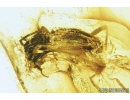 Rare Ant-Like Stone Beetle, Scydmaeninae, Mastigini. Fossil insect in Baltic amber #9074