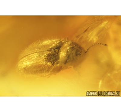 Unknown Beetle, probably  Elateroidea, Amber drop and More. Fossil inclusions in Baltic amber #9076