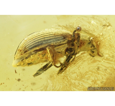 Very Nice Darkling beetle, Tenebrionidae. Fossil insect in Baltic amber #9081