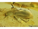 Very Nice Darkling beetle, Tenebrionidae. Fossil insect in Baltic amber #9081