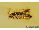 Rove beetle Staphylinidae. Fossil insect in Baltic amber #9082