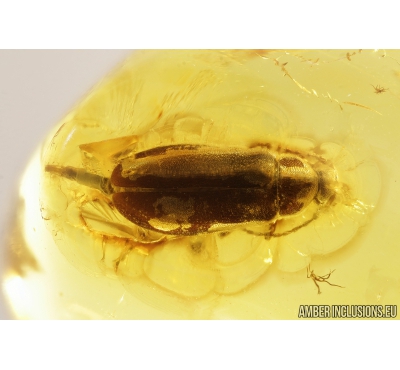False Flower Beetle, Scraptiidae. Fossil insect in Baltic amber #9083