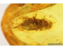 False Flower Beetle, Scraptiidae. Fossil insect in Baltic amber #9083