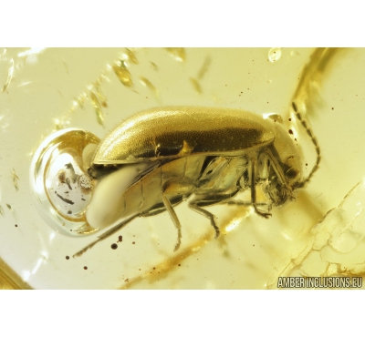 Marsh Beetle, Scirtidae. in Baltic amber #9084