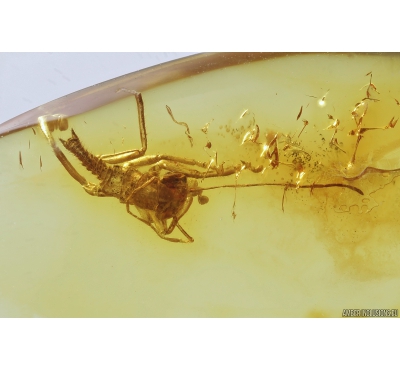 Nice Gladiator nymph Mantophasmatodea and Flies. Fossil insects in Baltic amber #9086