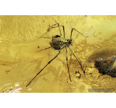 Two Rare Aphids, Aphididae. Fossil insects in Baltic amber stone #9087