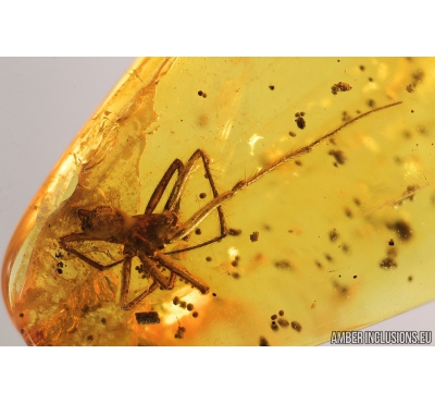 Spider Araneae, Moth Lepidoptera and Long-legged fly Dolichopodidae. Fossil inclusions in Baltic amber stone #9090