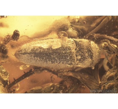 Click beetle Elateroidea, Caddisfly Trichoptera, Wasp Hymenoptera and Flower. Fossil inclusions in Baltic amber #9097