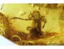 Checkered beetle, Cleridae. Fossil insect in Baltic amber #9098