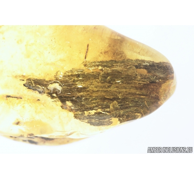 Big 25mm wood fragment. Fossil inclusion in Baltic amber #9099