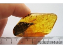 Big 25mm wood fragment. Fossil inclusion in Baltic amber #9099