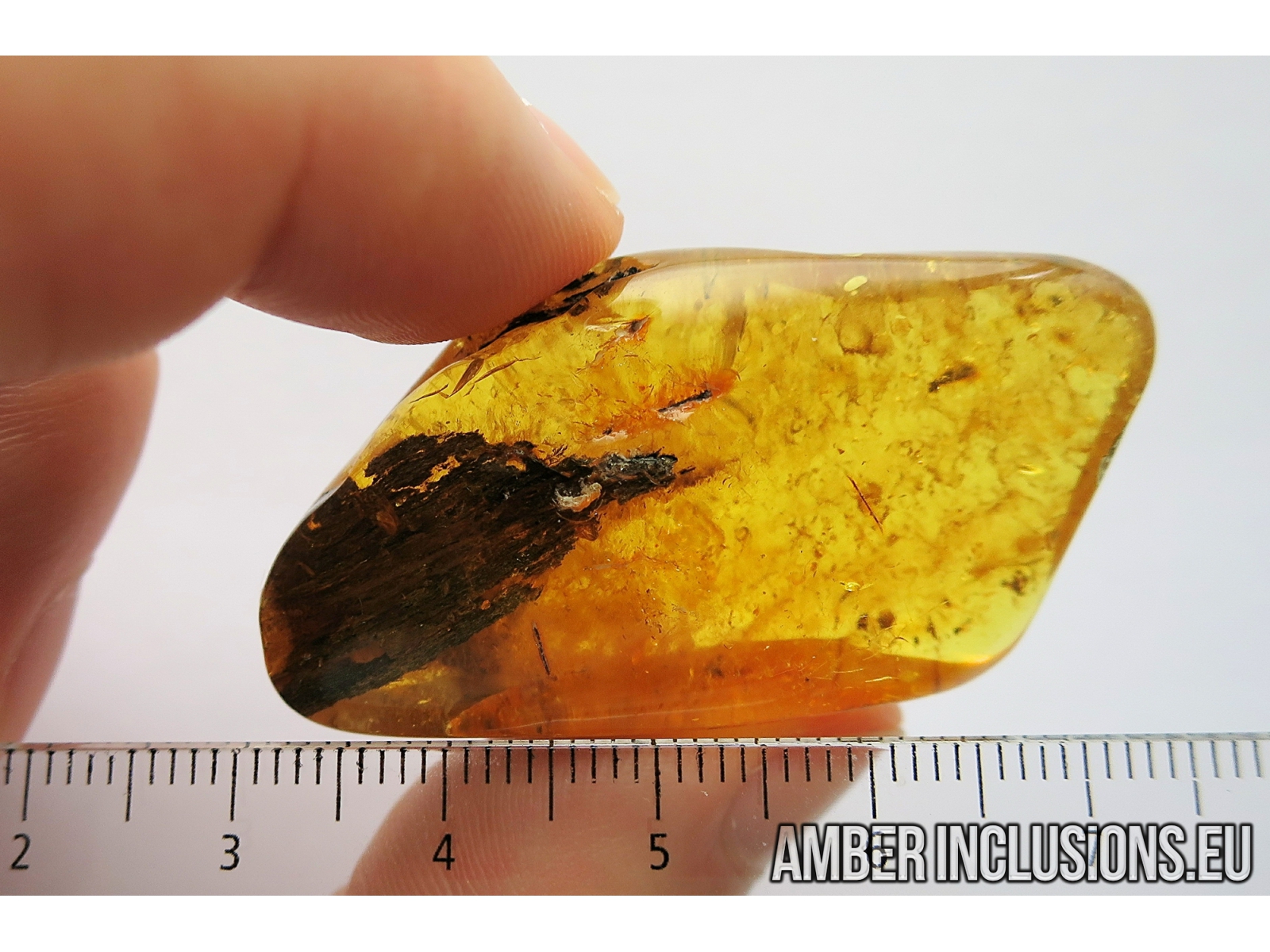 Big 25mm wood fragment. Fossil inclusion in Baltic amber #9099 |
