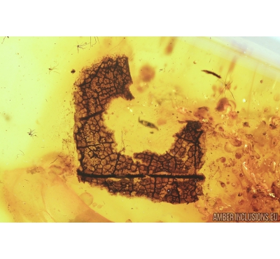Very Nice Leaf fragment (eaten by caterpillar). Fossil inclusion in Baltic amber #9101