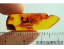 Very Nice Leaf fragment (eaten by caterpillar). Fossil inclusion in Baltic amber #9101