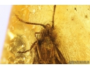 Nice Caddisfly Trichoptera. Fossil insect in Baltic amber #9102
