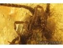 Nice Caddisfly Trichoptera. Fossil insect in Baltic amber #9102