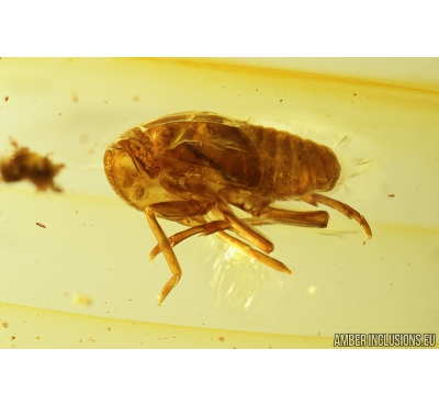 Two Cicadomorpha, Cicadeilidae nymphs. Fossil inclusions in Baltic amber #9103