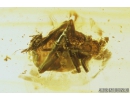 Two Cicadomorpha, Cicadeilidae nymphs. Fossil inclusions in Baltic amber #9103