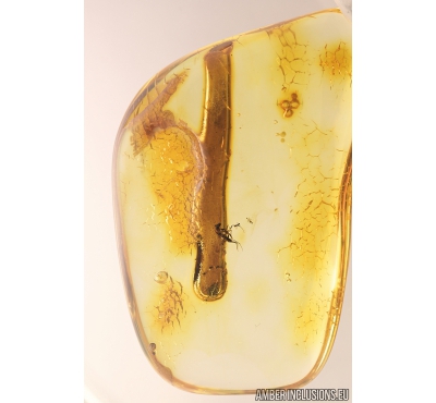 Nice Amber Drop and Gnat. Fossil inclusions in Baltic amber #9104