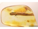 Nice Amber Drop and Gnat. Fossil inclusions in Baltic amber #9104