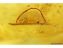 Big Woodlice Isopoda, many different Mites Acari, Gnat Diptera, Coprolites and Worm Nematoda . Fossil inclusions in Baltic amber #9110