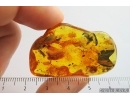 Big Woodlice Isopoda, many different Mites Acari, Gnat Diptera, Coprolites and Worm Nematoda . Fossil inclusions in Baltic amber #9110