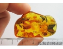 Big Woodlice Isopoda, many different Mites Acari, Gnat Diptera, Coprolites and Worm Nematoda . Fossil inclusions in Baltic amber #9110