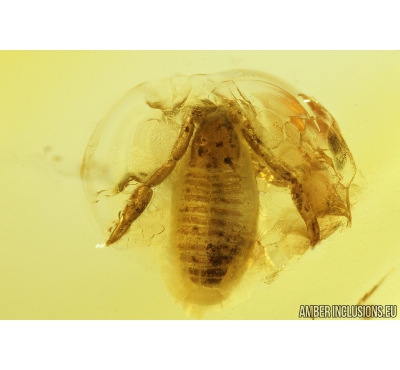False scorpion Pseudoscorpion and Beetle Coleoptera. Fossil inclusions in Baltic amber #9111